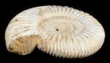 Inch Perisphinctes Ammonite - Jurassic #3649-2